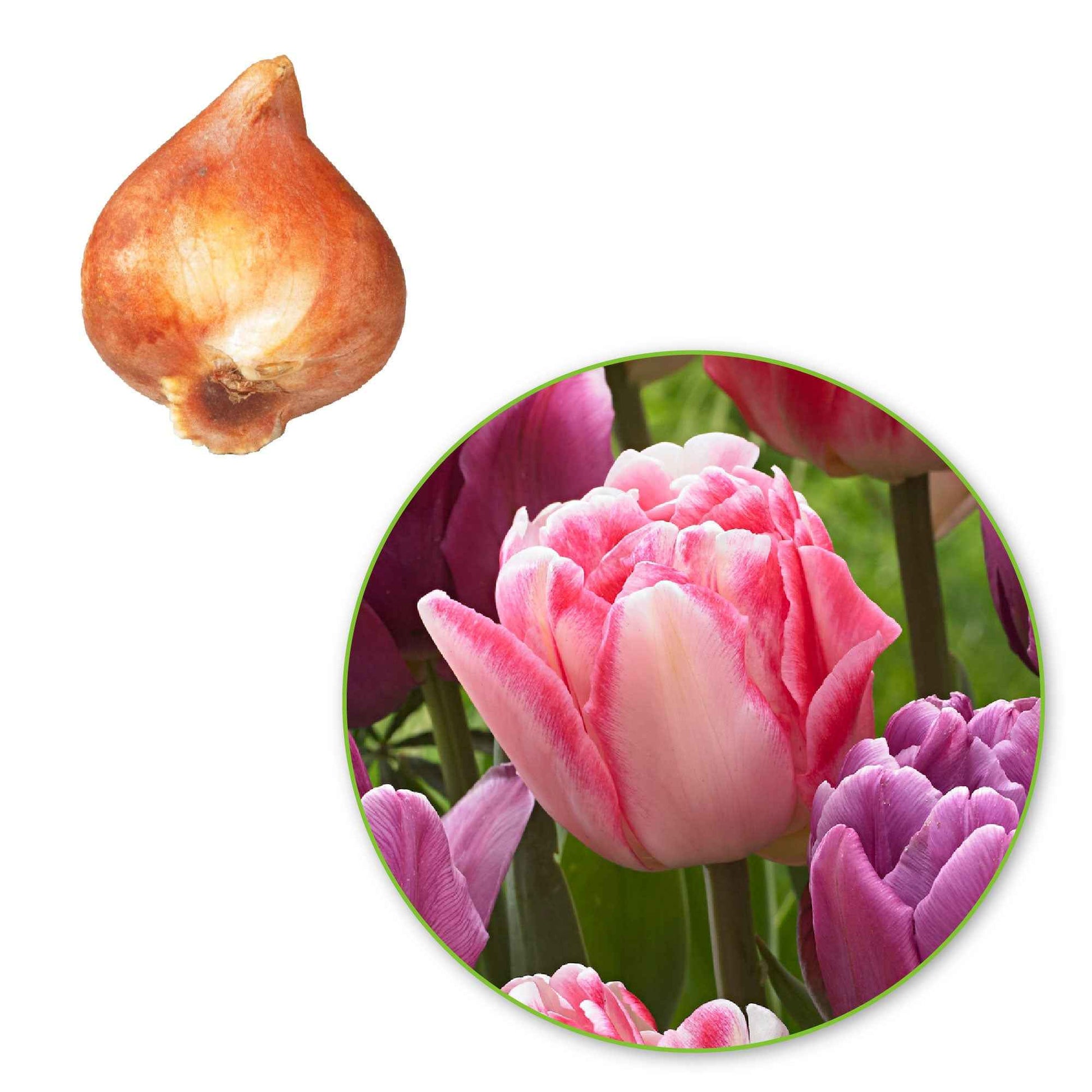 15x Tulpen Tulipa - Mix 'Lemon and Purple Delight' roze-paars - Alle populaire bloembollen