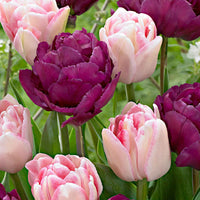 20x Dubbelbloemige tulpen Tulipa - Mix 'Ballroom Blossoms' paars-roze - Alle bloembollen