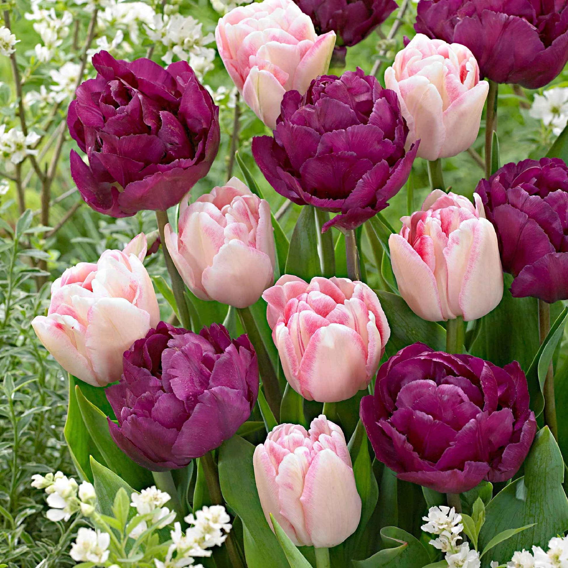 20x Dubbelbloemige tulpen Tulipa - Mix 'Ballroom Blossoms' paars-roze - Alle populaire bloembollen