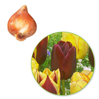 20x Tulpen Tulipa - Mix 'Carribean Fantasy' - Alle populaire bloembollen