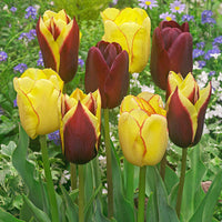20x Tulpen Tulipa - Mix 'Carribean Fantasy' - Gemengde bloembollen