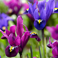 30x Dwergiris - Mix 'Purple Rain' paars - Alle bloembollen