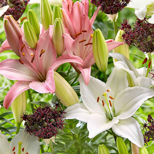 12x Lelies Lilium - Mix 'Hardy Harmony' roze-paars-wit - Alle bloembollen