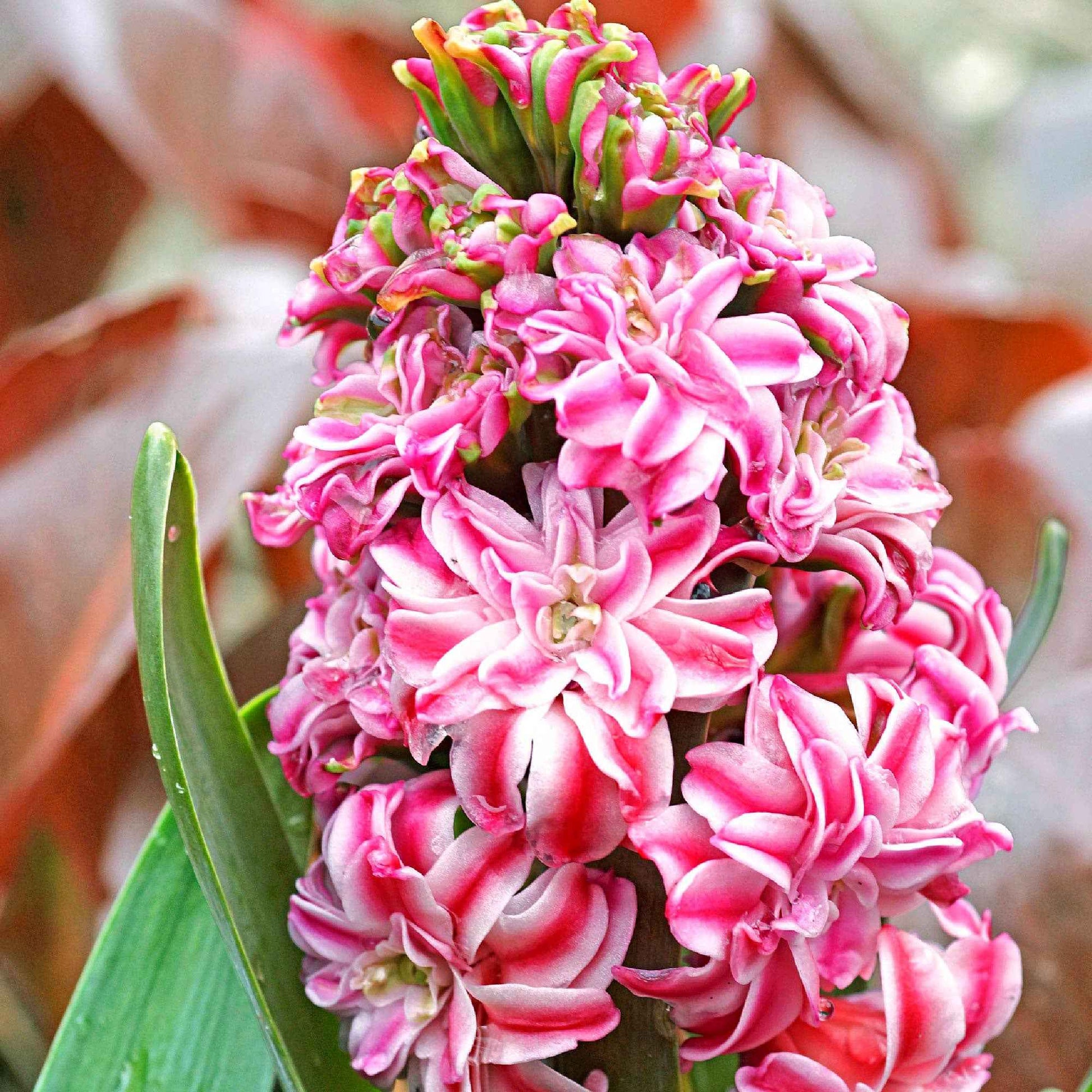 Hyacint 'Eros' Roze - Alle bloembollen