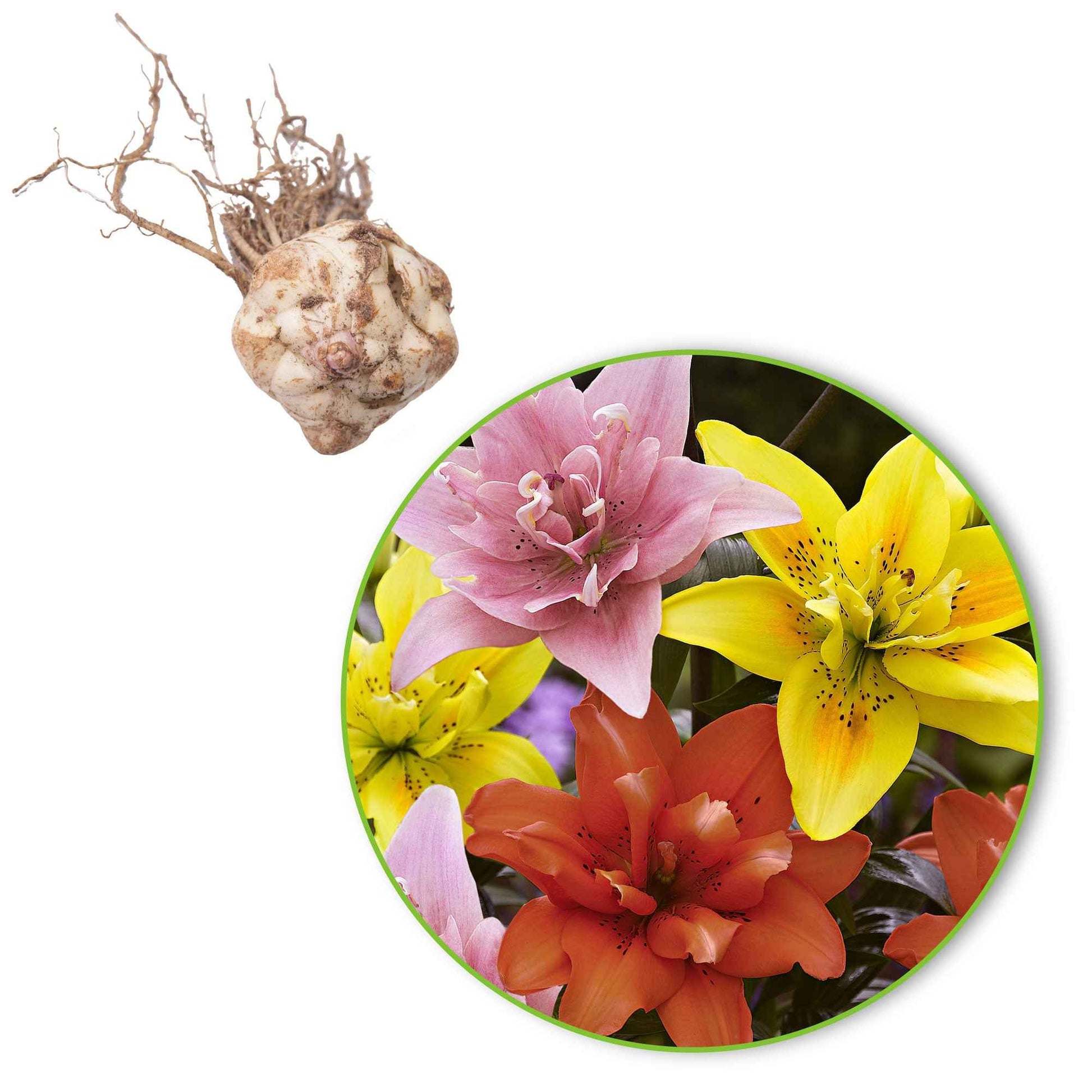 5x Dubbelbloemige lelies Lilium - Mix 'Ultimate Touch' - Alle populaire bloembollen