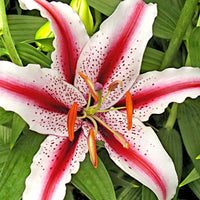 Lelie Lilium 'Dizzy' rood-wit - Alle populaire bloembollen