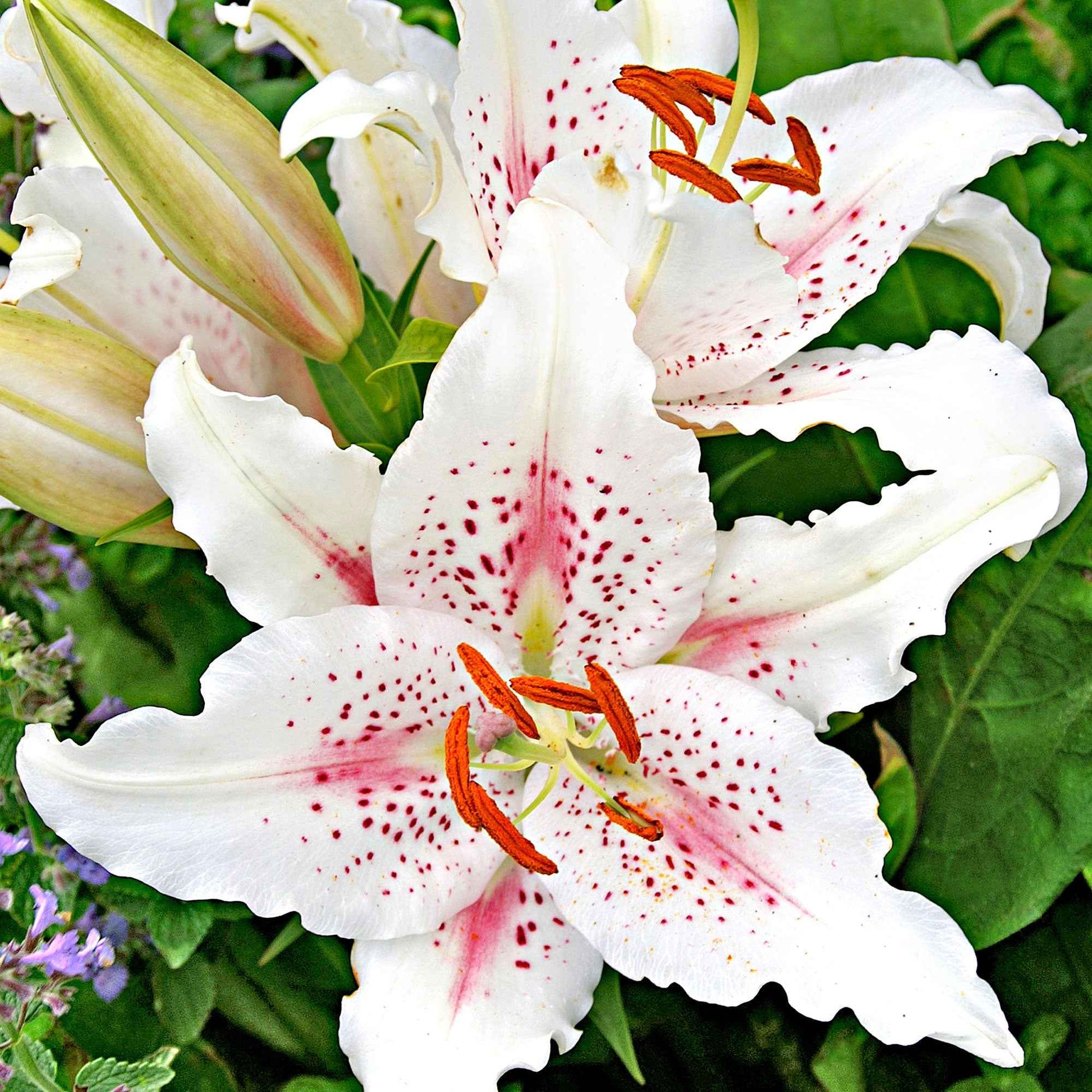 5x Lelies Lilium 'Muscadet' wit-roze - Alle bloembollen
