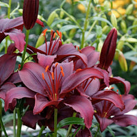 10x Lelies Lilium 'Mapira' paars - Alle populaire bloembollen