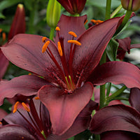 10x Lelies Lilium 'Mapira' paars - Bloembollen