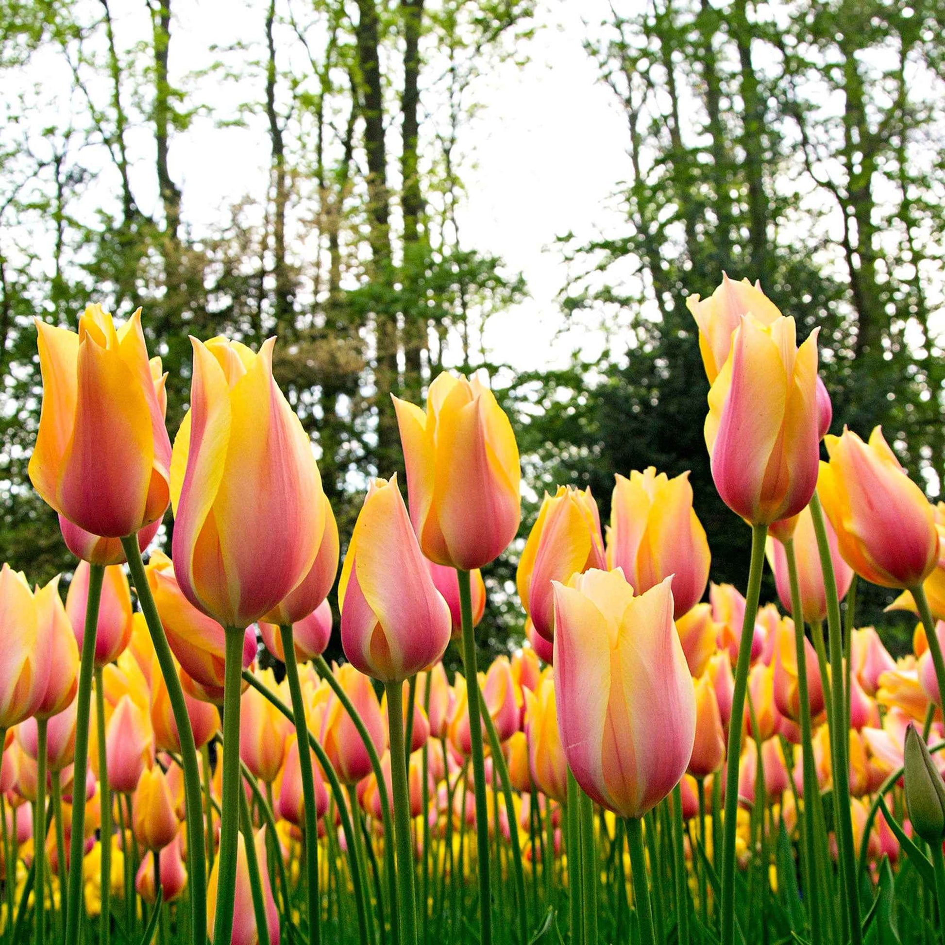 12x Tulpen 'Blushing Beauty' Geel-Roze - Alle populaire bloembollen