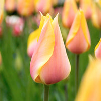 12x Tulpen 'Blushing Beauty' Geel-Roze - Alle bloembollen