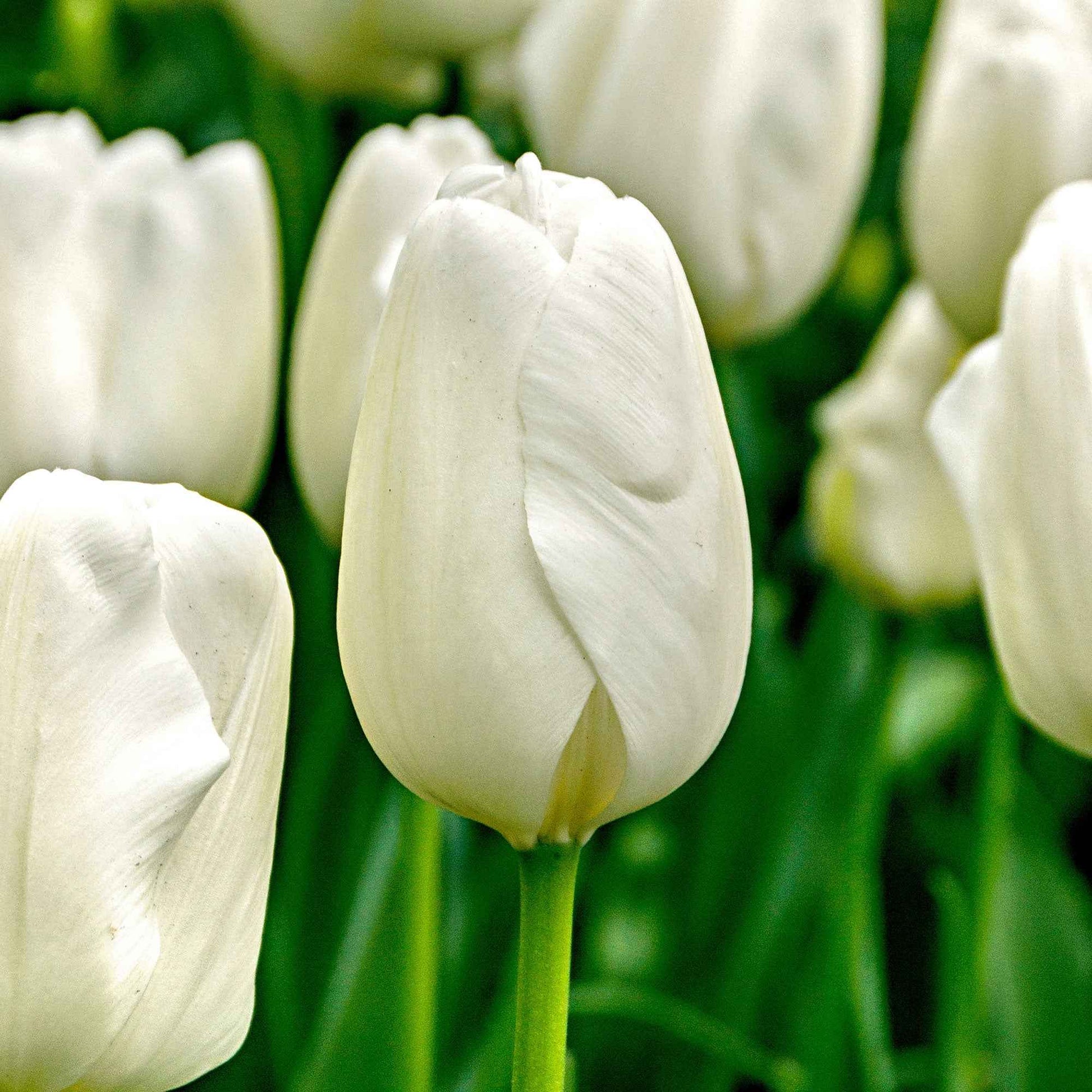 20x Tulpen Tulipa 'Hakuun' wit - Alle bloembollen