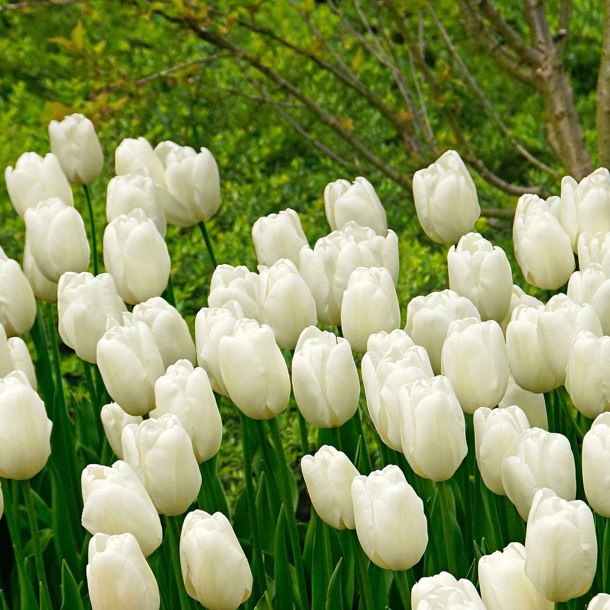 20x Tulpen Tulipa 'Hakuun' wit - Alle populaire bloembollen