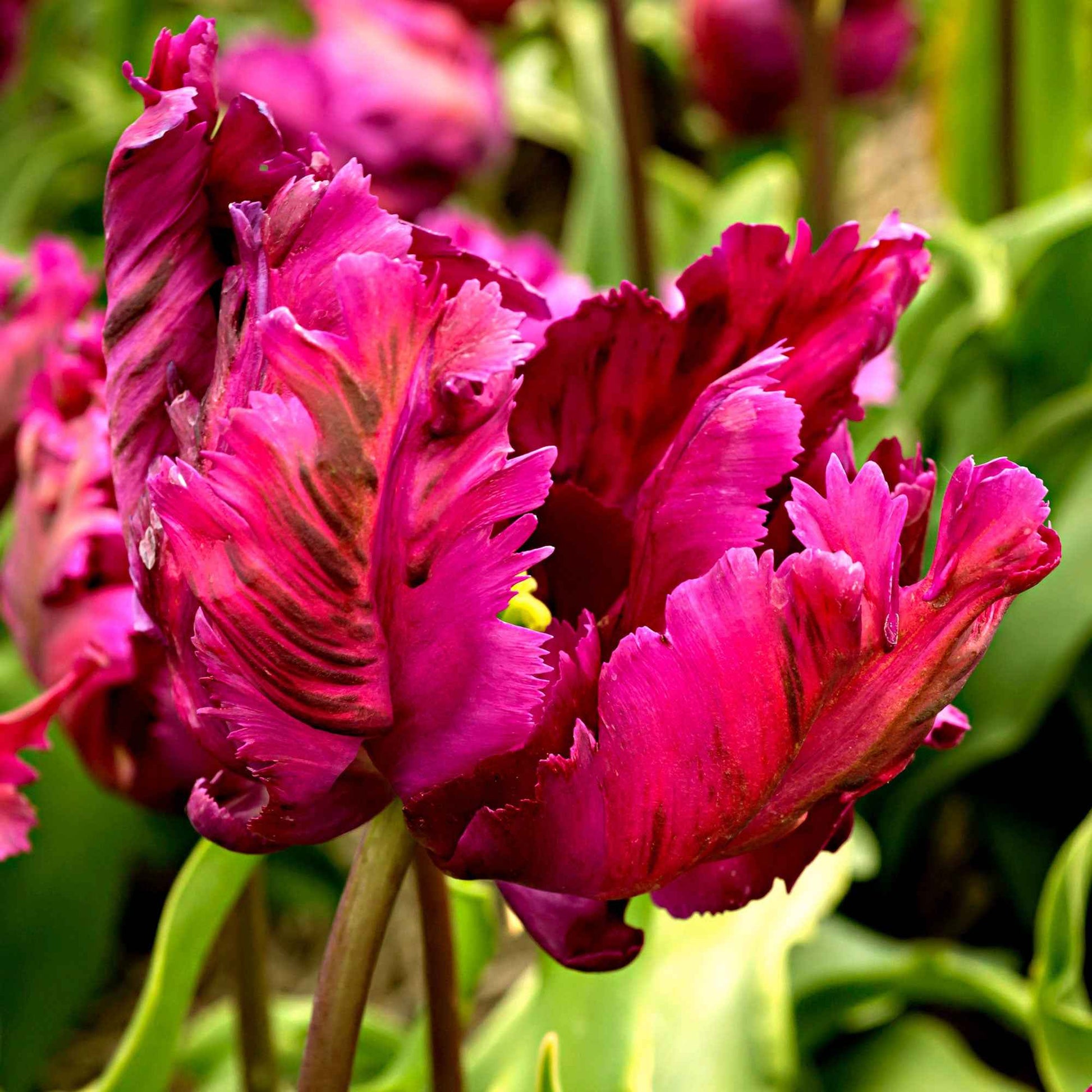 20x Tulpen Tulipa 'Negrita Parrot' paars - Alle bloembollen