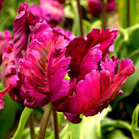 20x Tulpen Tulipa 'Negrita Parrot' paars - Populaire bloembollen
