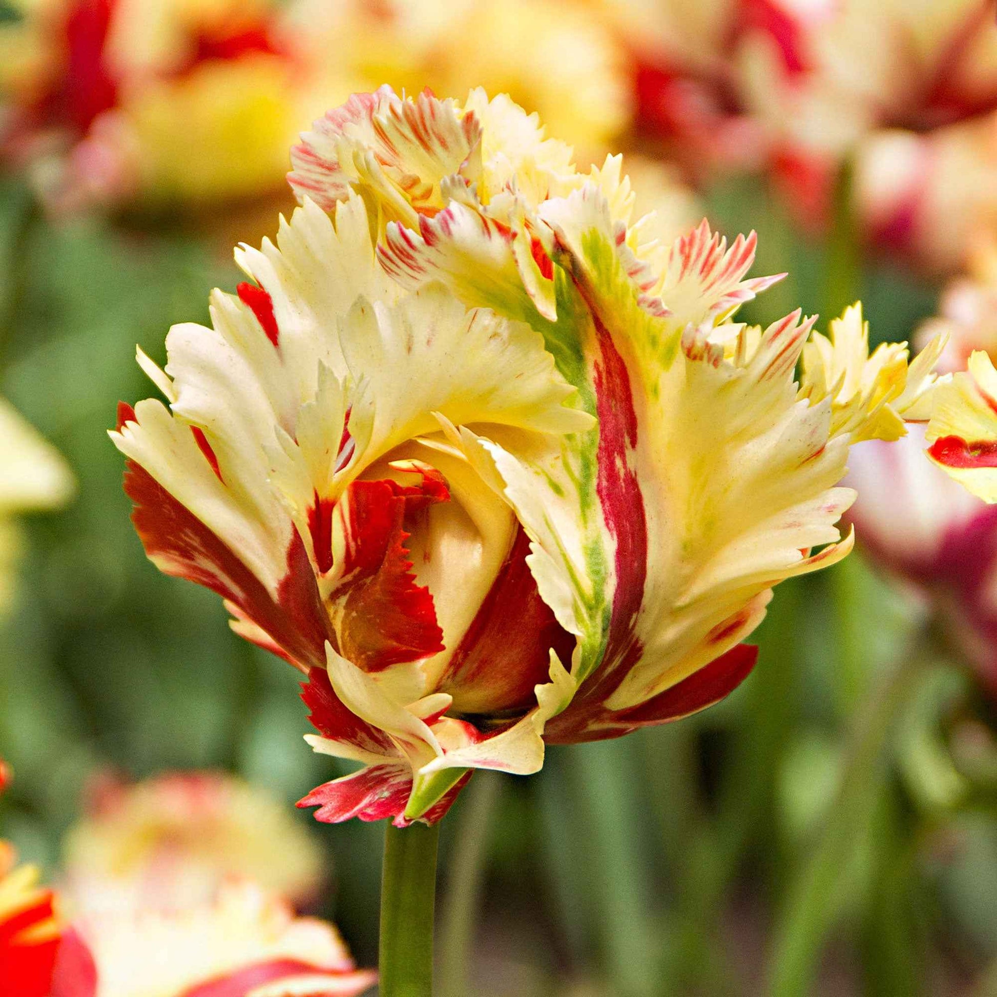 20x Tulpen Tulipa 'Texas Flame' geel-rood - Populaire bloembollen