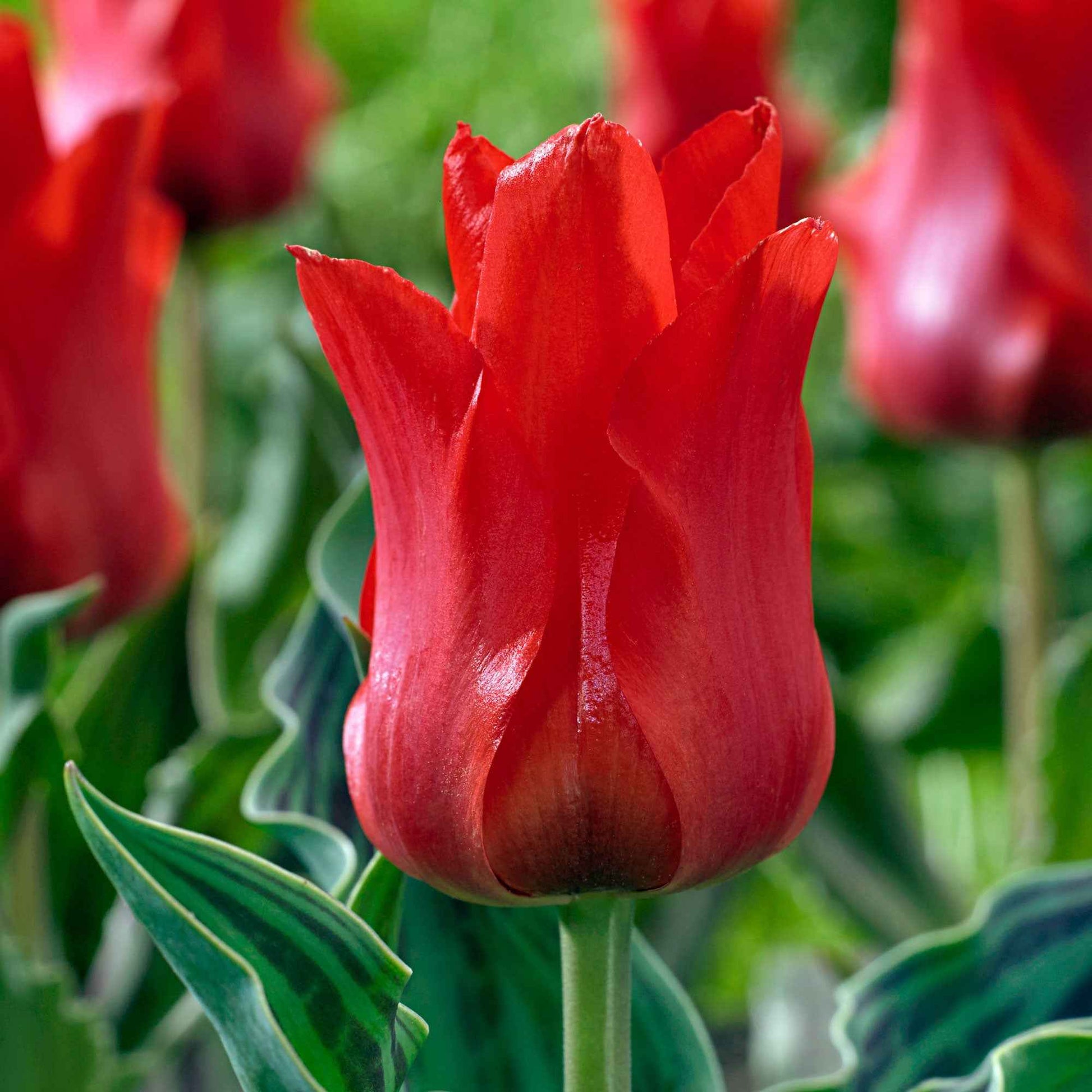 20x Tulpen Tulipa 'Oriental Beauty' rood - Bloembollen