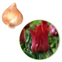 20x Tulpen Tulipa 'Oriental Beauty' rood - Alle populaire bloembollen