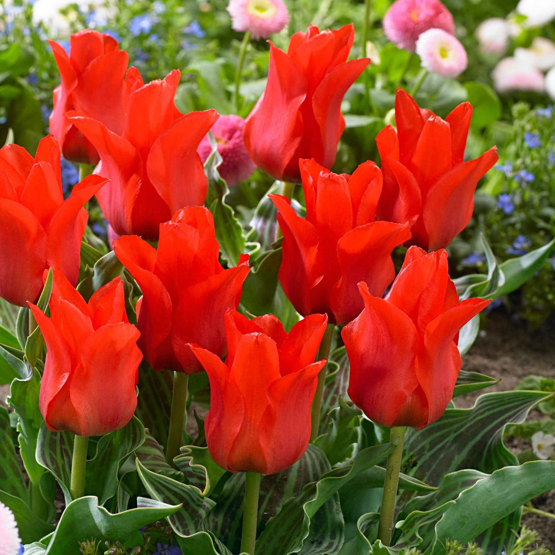20x Tulpen Tulipa 'Oriental Beauty' rood - Alle bloembollen