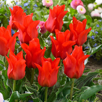 20x Tulpen Tulipa 'Oriental Beauty' rood - Populaire bloembollen