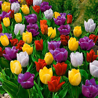 20x Tulpen Tulipa - Mix 'Tutti Frutti' - Alle bloembollen