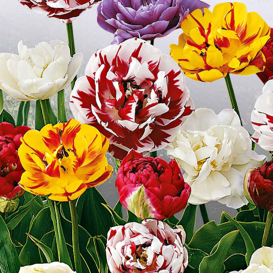 20x Dubbelbloemige tulpen Tulipa - Mix 'Decadent Doubles' - Alle bloembollen