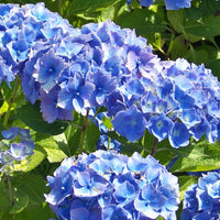 Boerenhortensia Hydrangea macrophylla Blauw incl. rieten mand - Winterhard - Bloeiende tuinplanten