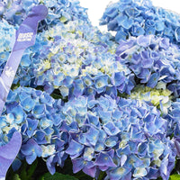 Boerenhortensia Hydrangea 'Blue Ballad' met rieten mand - Winterhard - Bloeiende struiken