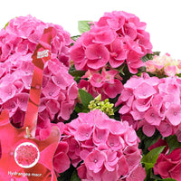 Boerenhortensia Hydrangea 'Pink Pop' Roze - Winterhard incl. rieten mand - Bloeiende struiken