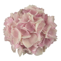 Boerenhortensia Hydrangea 'Soft Pink Salsa'® incl. rieten mand - Winterhard - Bloeiende heesters
