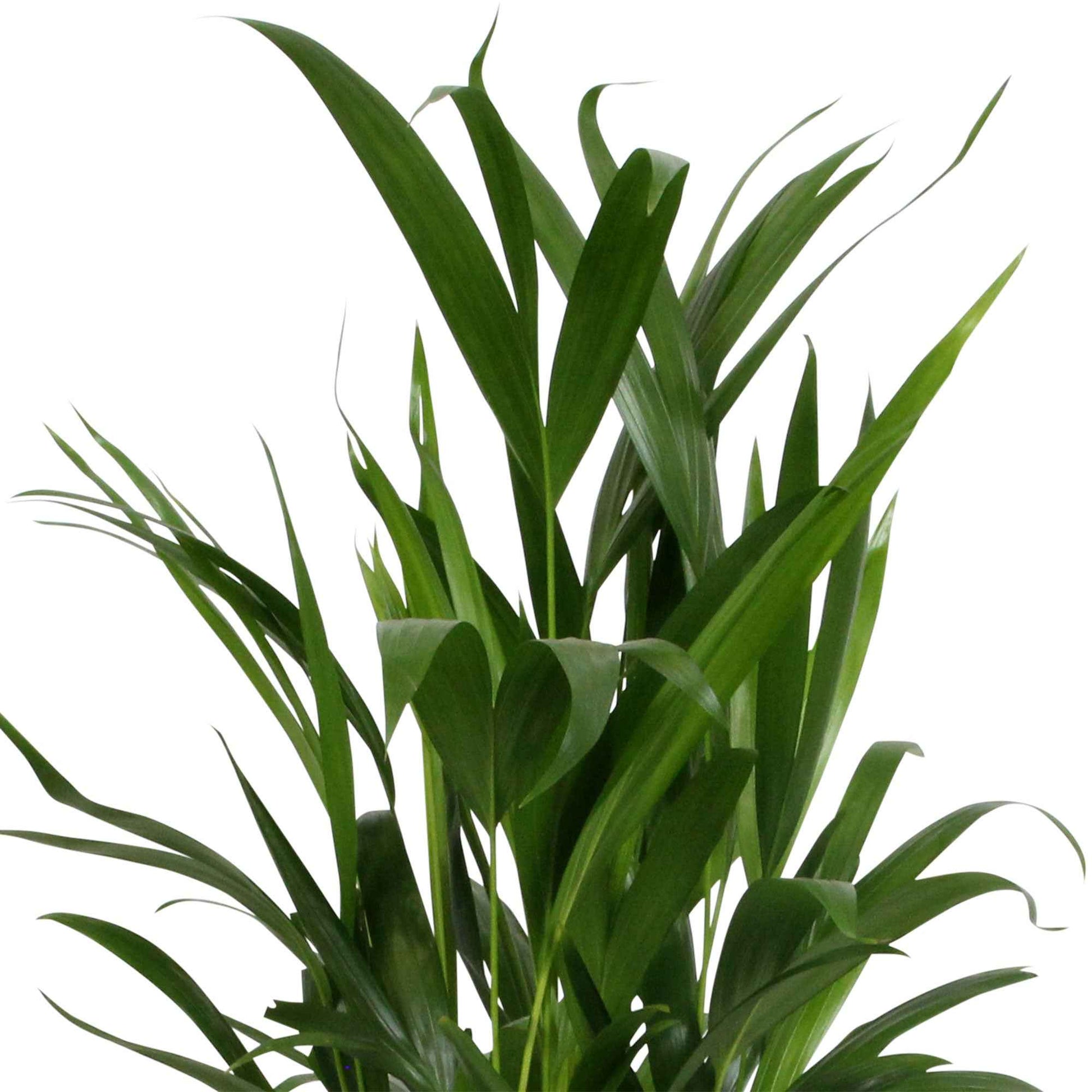 Areca palm Dypsis lutescens incl. sierpot - Binnenplant in pot cadeau