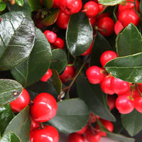 Bergthee Gaultheria 'Big Berry' Rood - Winterhard - Kerstplanten bij de voordeur