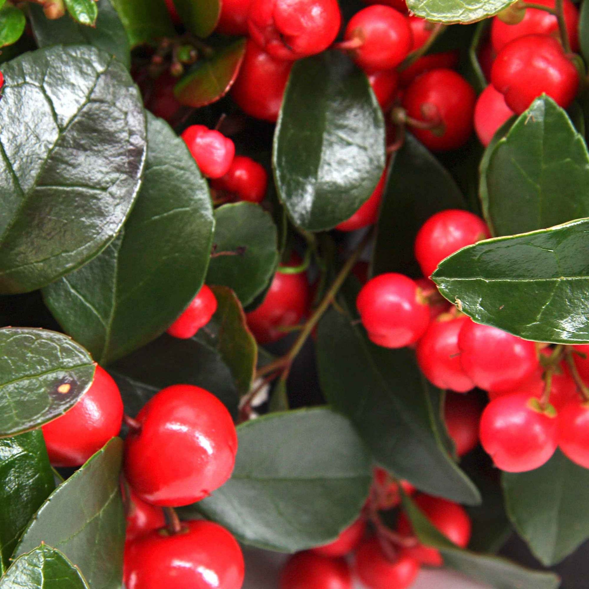 Bergthee Gaultheria 'Big Berry' Rood - Winterhard - Kerstplanten bij de voordeur