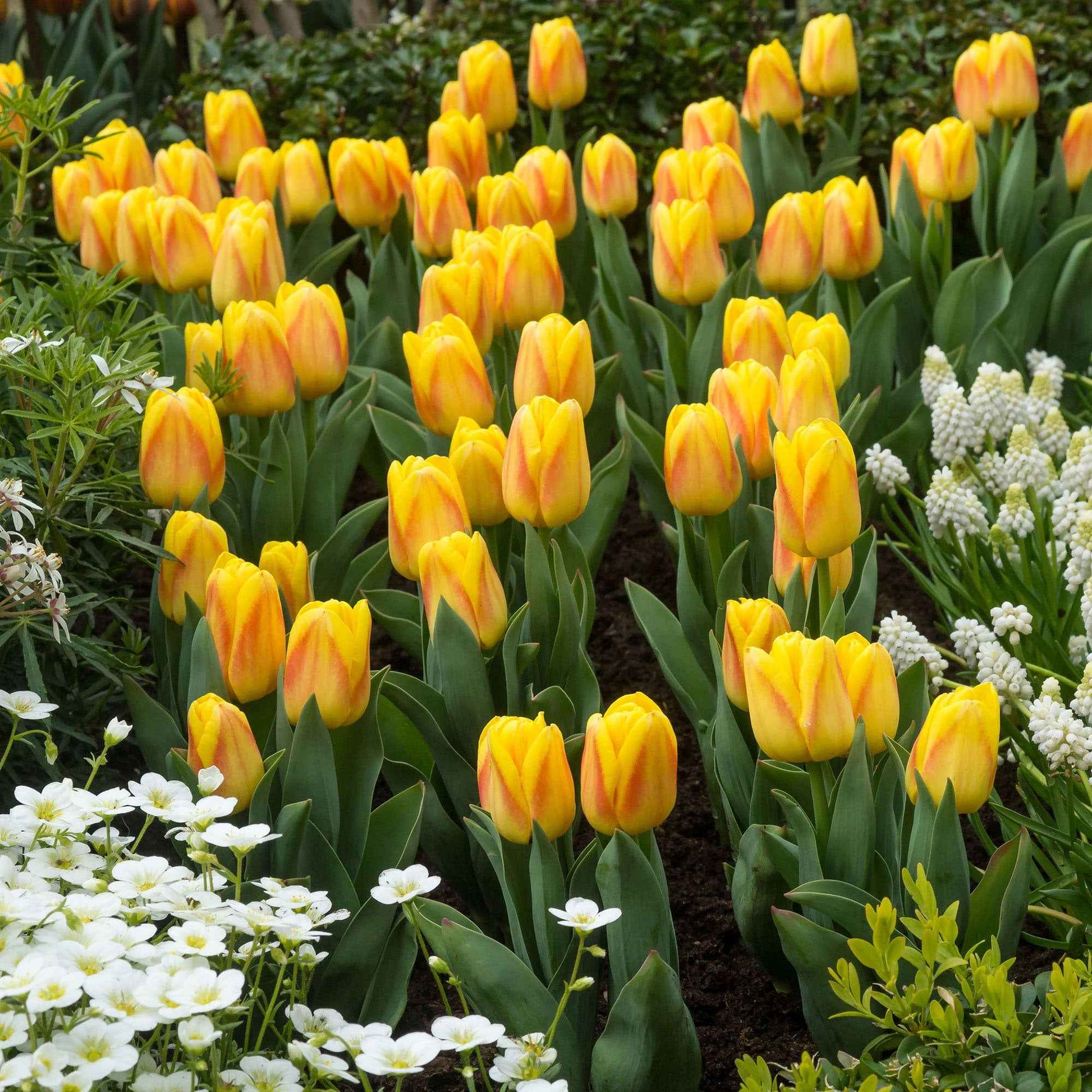 12x Tulpen Tulipa 'Ice Lolly' Geel-Rood - Alle populaire bloembollen