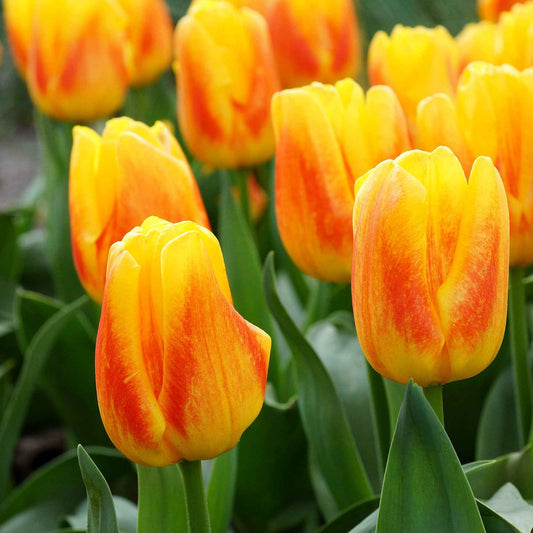 12x Tulpen Tulipa 'Ice Lolly' Geel-Rood - Alle bloembollen