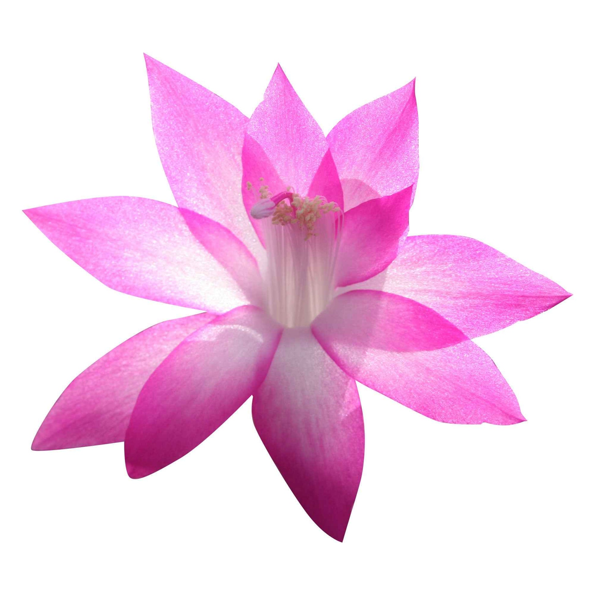 Lidcactus roze - Alle makkelijke kamerplanten