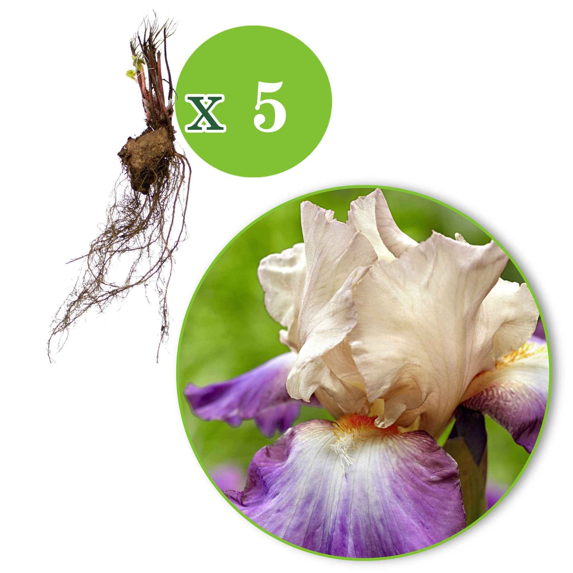 5x Winterharde geranium 'Kora' paars-wit - Bare rooted - Winterhard - Plant eigenschap