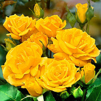 Grootbloemige roos Rosa 'Friesia' geel - Winterhard - Grootbloemige rozen