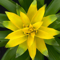 2x Bromelia Guzmania 'Deseo' geel - Huiskamerplanten