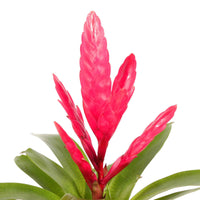 2 Bromelia Vriesea 'Intenso' Roze - Huiskamerplanten