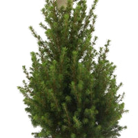 Picea glauca Conica  - Mini kerstboom - Coniferen - Coniferea