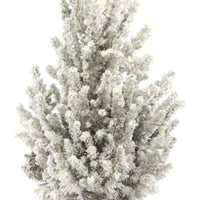 Picea glauca groen-wit met sneeuw incl. mand crème  - Mini kerstboom - Bomen