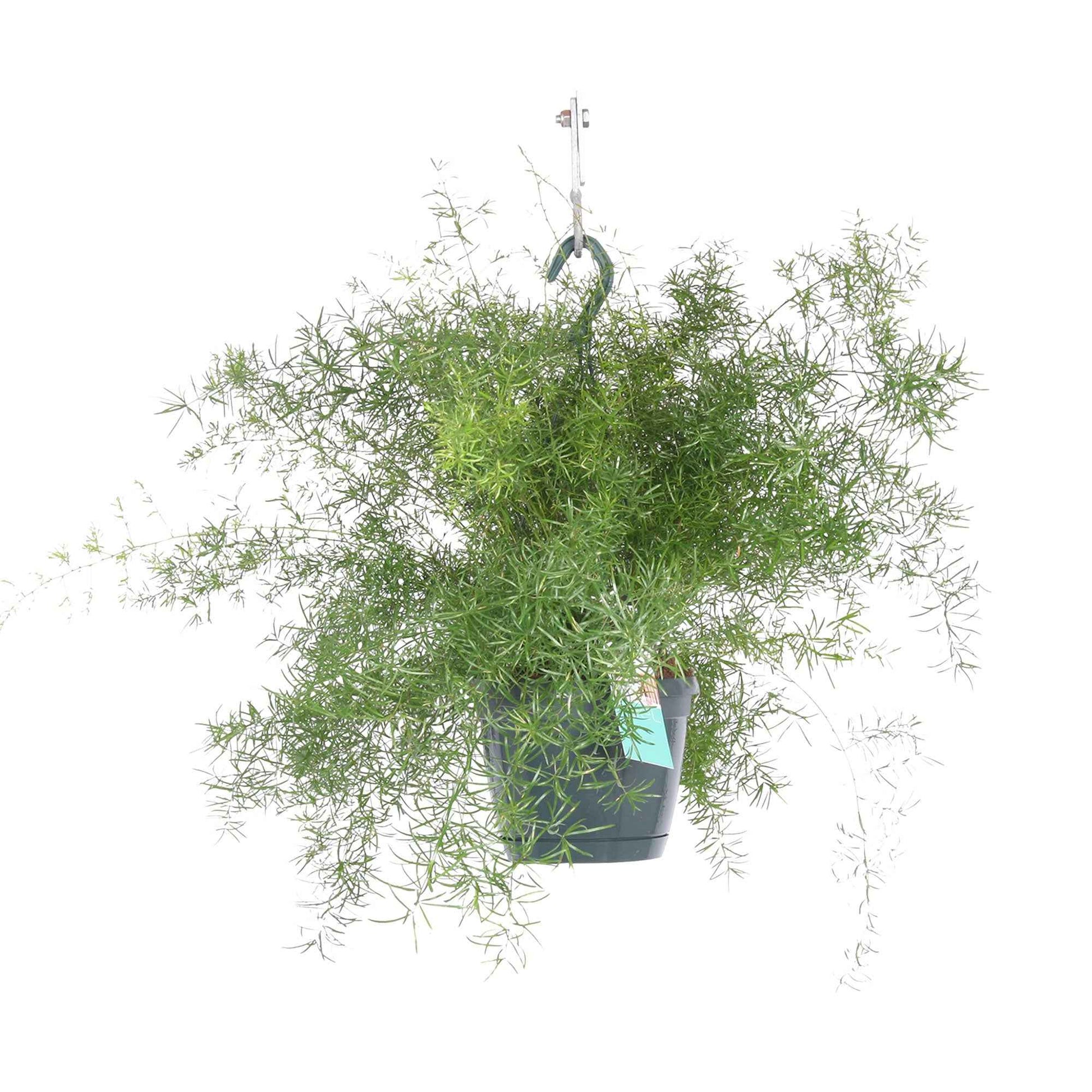 Sierasperge Asparagus 'Sprengerii' incl. kunststof hangpot - Groene kamerplanten