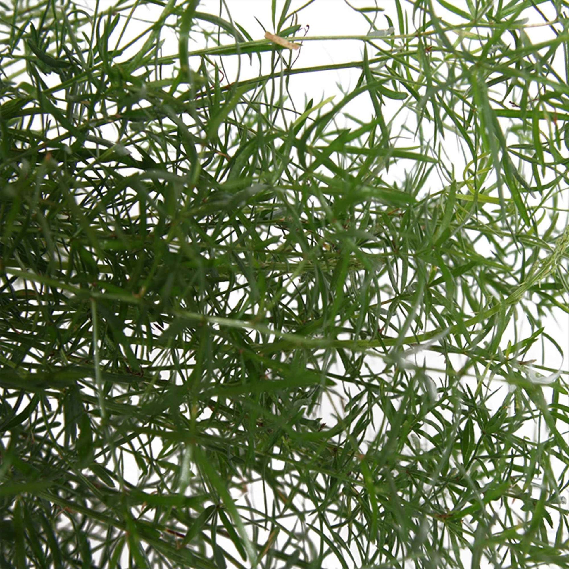 Sierasperge Asparagus 'Sprengerii' incl. kunststof hangpot - Hangplanten