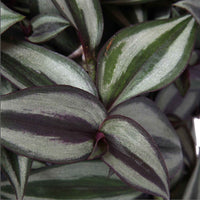 Vaderplant Tradescantia zebrina 'Purpusii'  - Hangplant - Groene kamerplanten