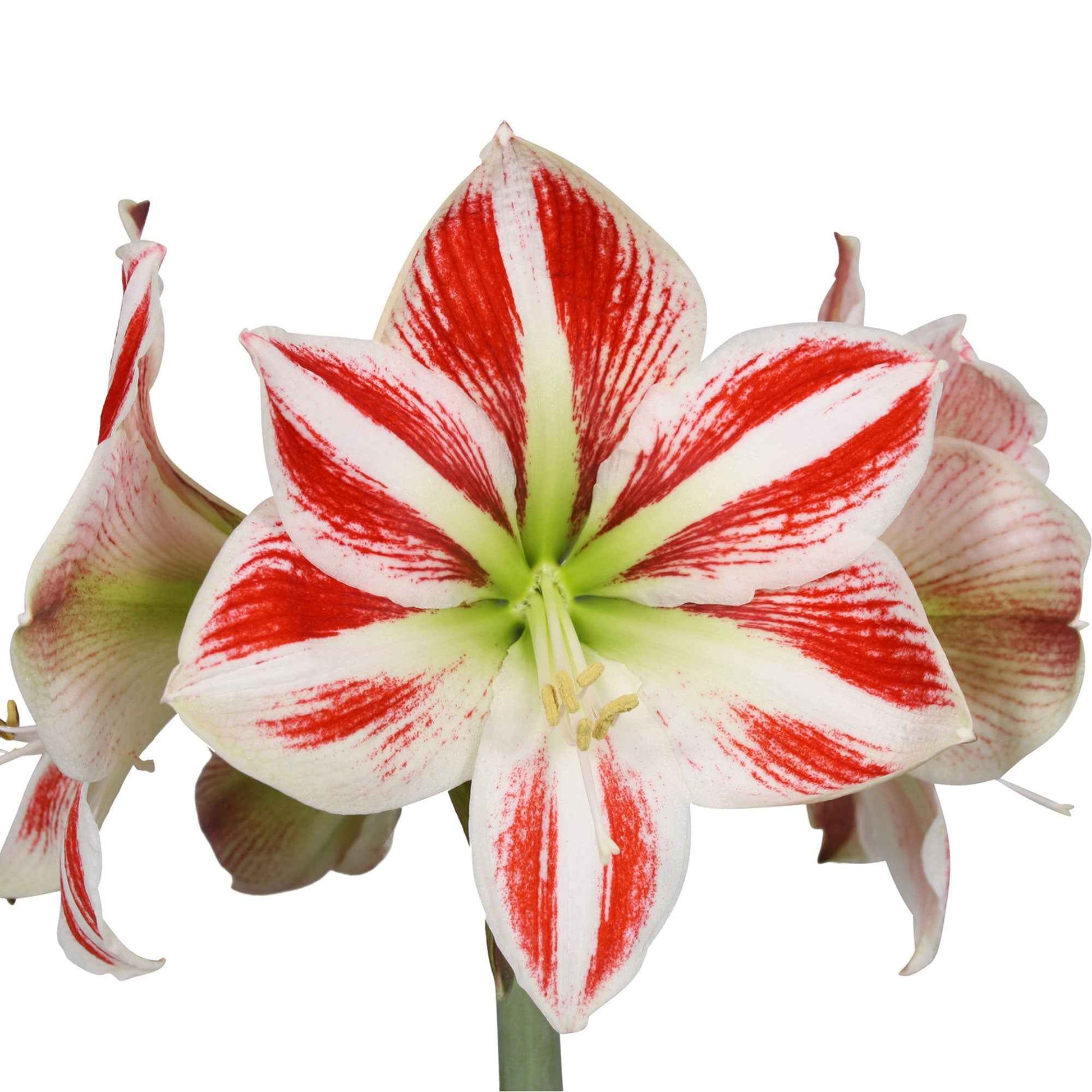 2x Amaryllis Hippeastrum 'Striped' rood-wit incl. sierpotten - Alle populaire bloembollen