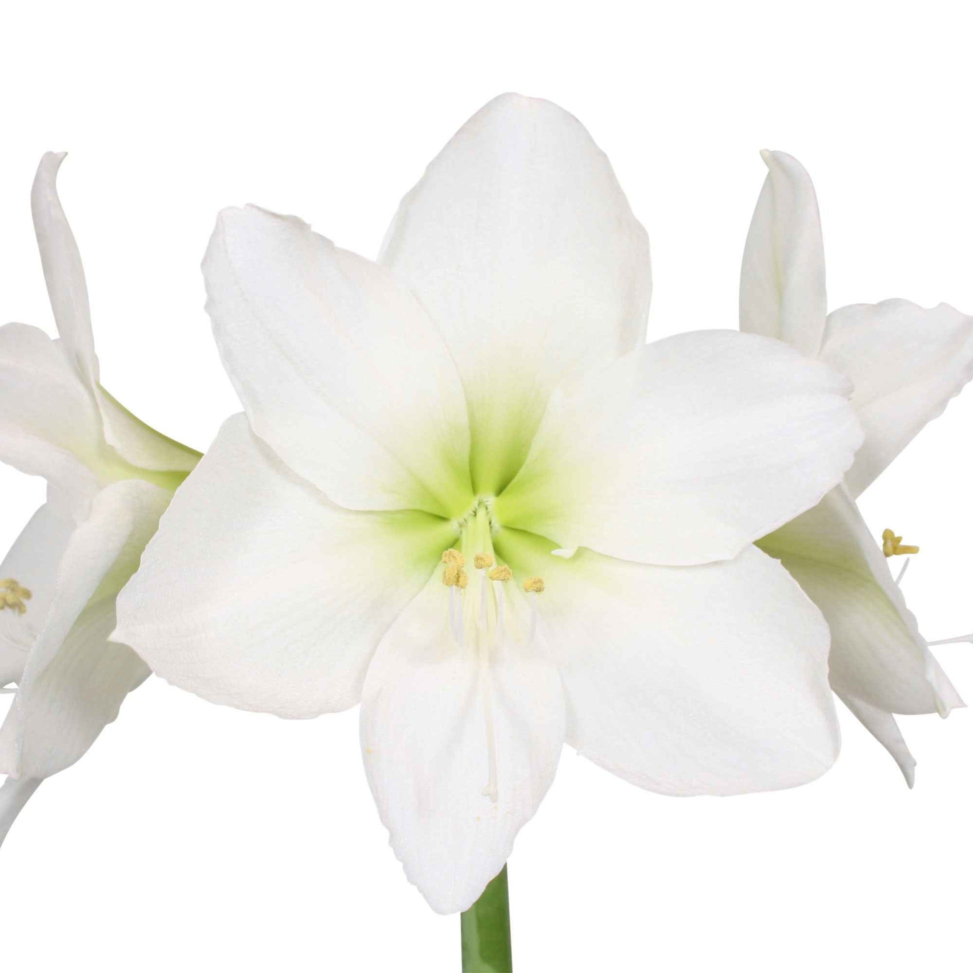2x Amaryllis Hippeastrum wit incl. sierpotten - Alle populaire bloembollen