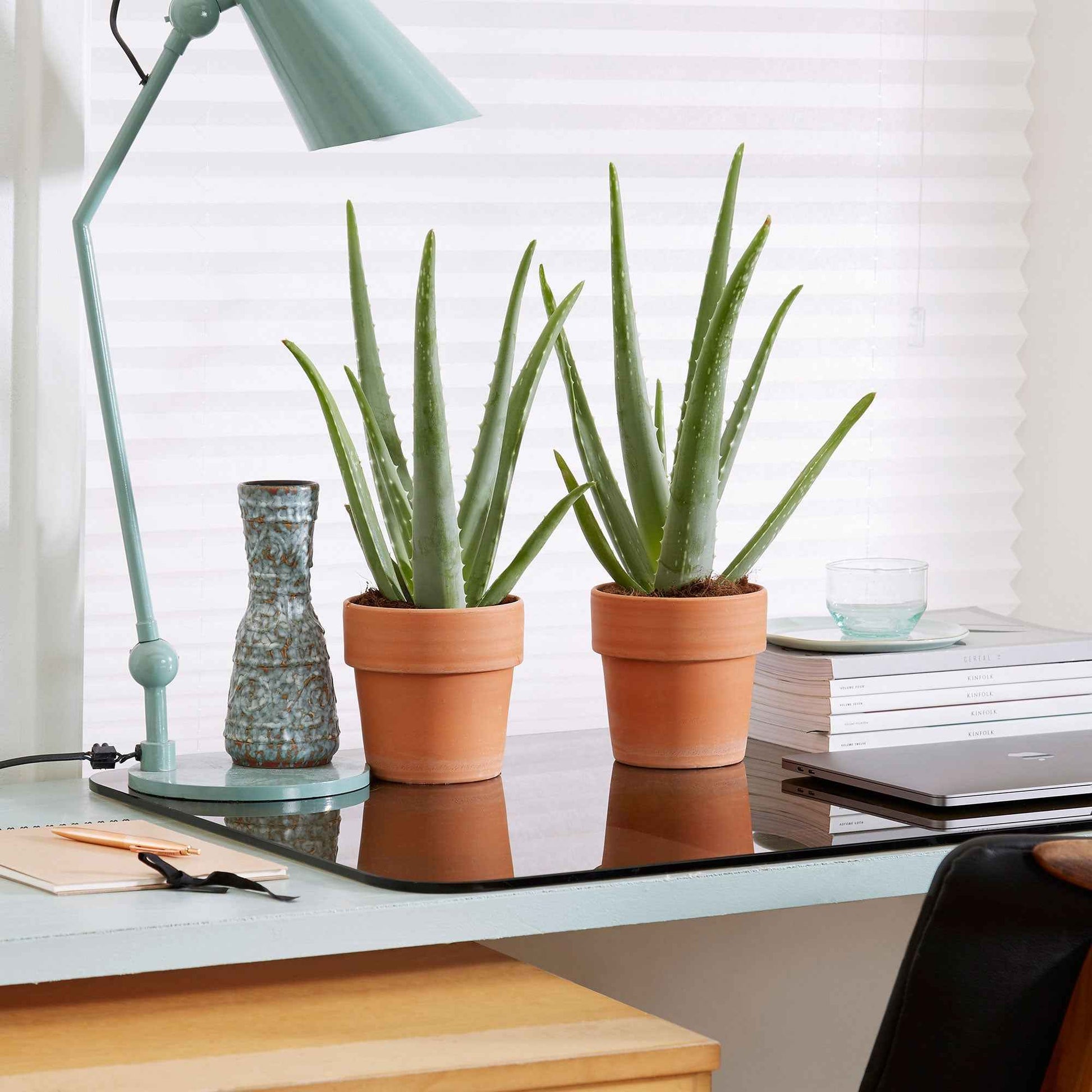 2x Succulent Aloë vera incl. terracotta potten - Alle makkelijke kamerplanten