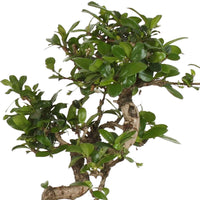 Bonsai Carmona S-vorm incl. sierpot - Ficus