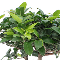 Bonsai Ficus 'Ginseng' incl. betonnen sierpot - Huiskamerplanten